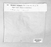 Umbilicaria polyphylla image